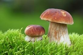 Des champignons hallucinogènes pour 