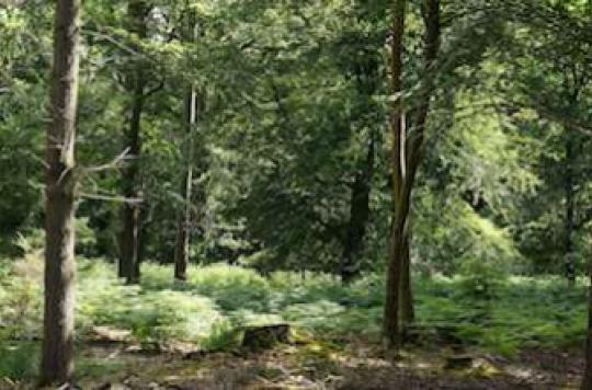 Forests help reduce respiratory problems