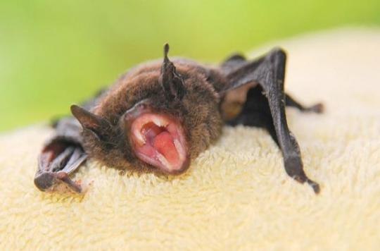 Rabies infected bat bites man in Switzerland