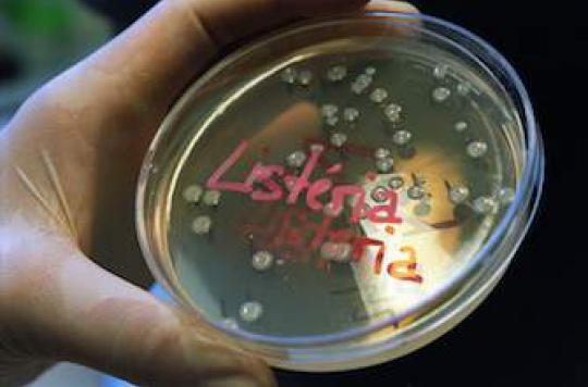 Listeriosis: the number of cases continues to increase in Europe