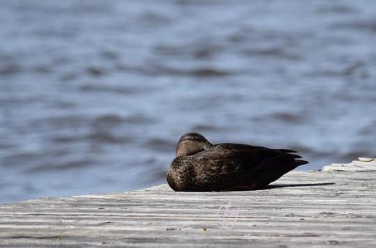 Avian flu: a new focus on the Franco-Belgian border