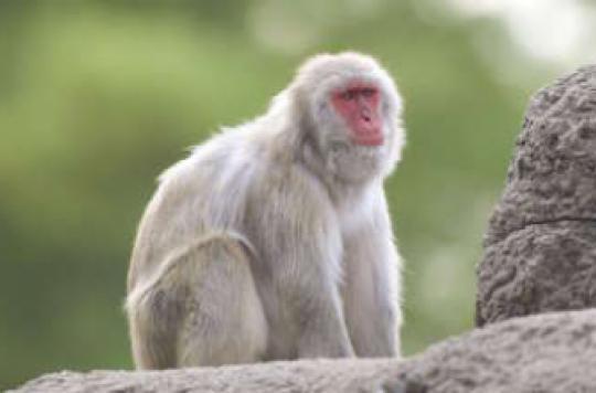 AIDS: the protective effect of an inhibitor on monkeys