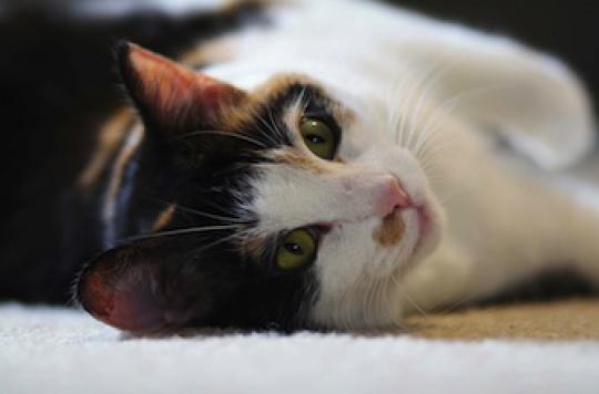 Allergie Au Chat Un Traitement Pourrait Voir Le Jour