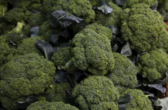 Broccoli would protect against osteoarthritis 