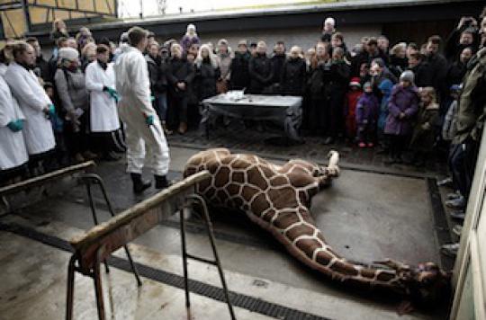 Denmark: why a second giraffe could be slaughtered