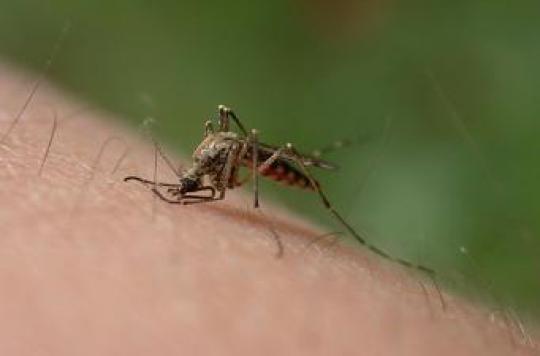 Malaria: a vaccine planned for 2014