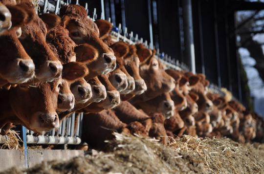 Veterinary antibiotics: Europe wants to limit their use