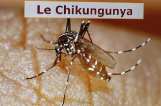 Chikungunya epidemic killed 39 in West Indies