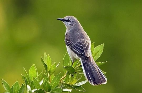 Mockingbirds, as good composers as… Beethoven?