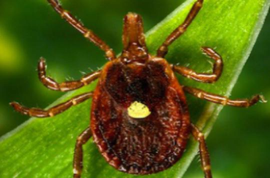 Lyme disease: a lawsuit that highlights the rejection of doctors