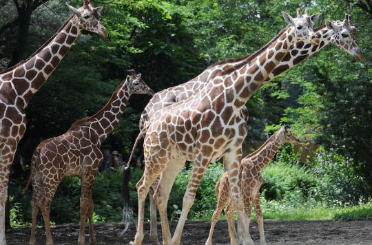 Anatomy: the secret of the ligament that keeps giraffes upright