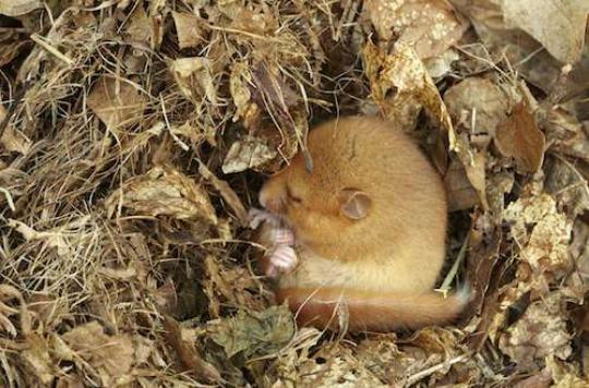 Animal hibernation, a hope for fighting Alzheimer’s