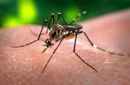 Dengue fever: Brazil opens transgenic mosquito plant