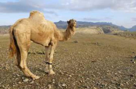 Coronavirus: no more doubt about the transmission of dromedaries to humans