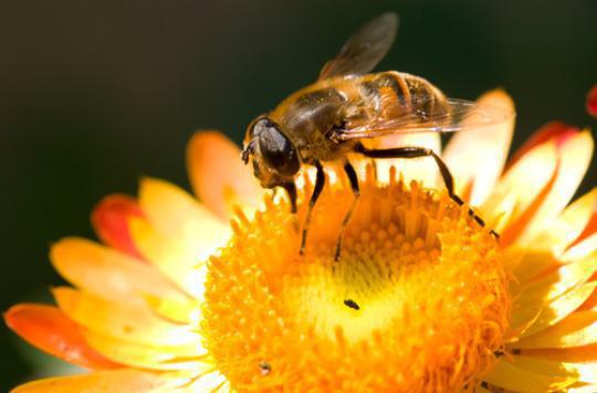 Neonicotinoids: prohibited with possible derogation until 2020