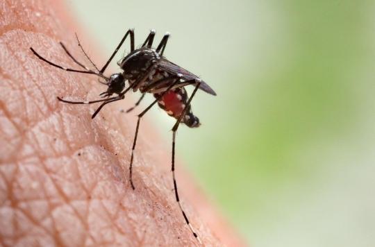 Chikungunya: the virus stays in the body long after infection