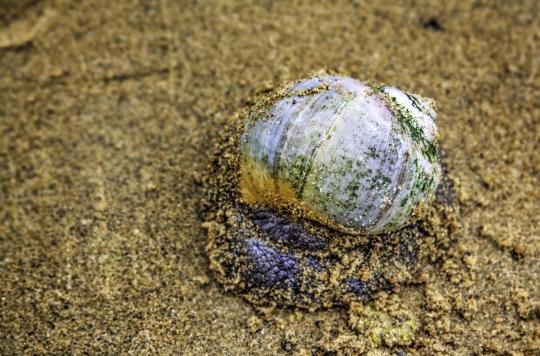 Diabetes: a marine snail venom more effective than insulin?