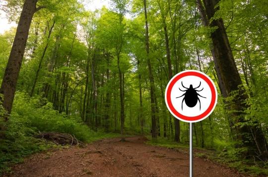 Lyme disease: a “sneaky” mechanism would disturb the immune reaction ...