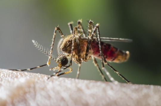 Scientists have created the anti-malaria mosquito