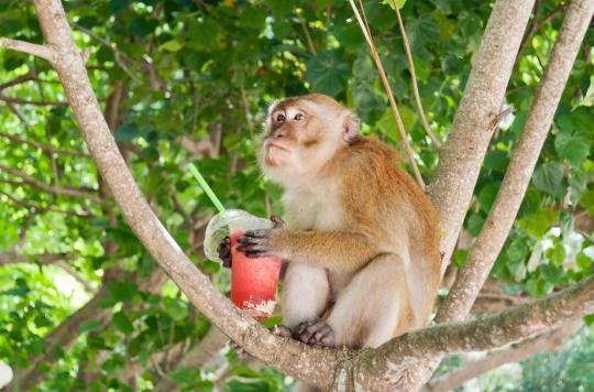 The pleasure of getting drunk, a legacy of our primate ancestors?