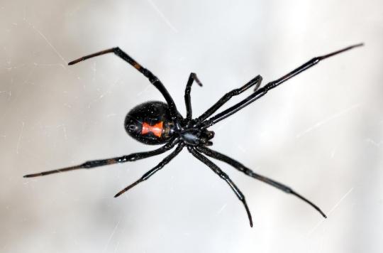 After being bitten by a black widow, he almost lost his penis!