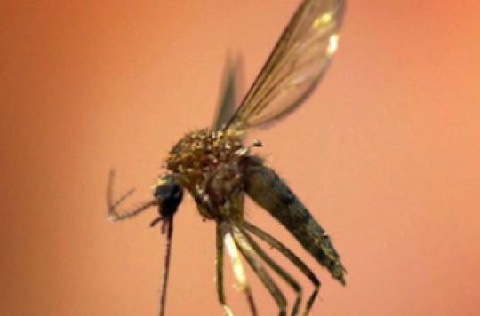 Malaria: deadlier form spreads in Malaysia