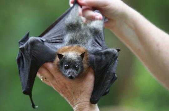 Coronavirus: bats at the origin of the contamination