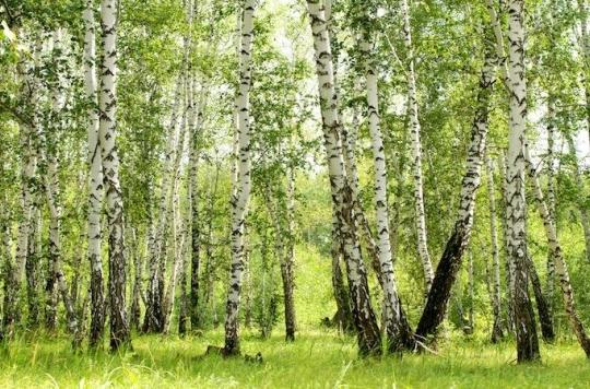 Allergies: a week of birch to worry about