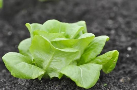 United States: lettuce contaminated with E. Coli, 52 hospitalizations and one death