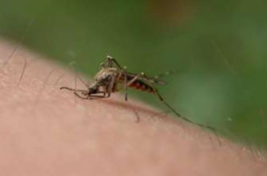 Malaria: new targets for vaccination