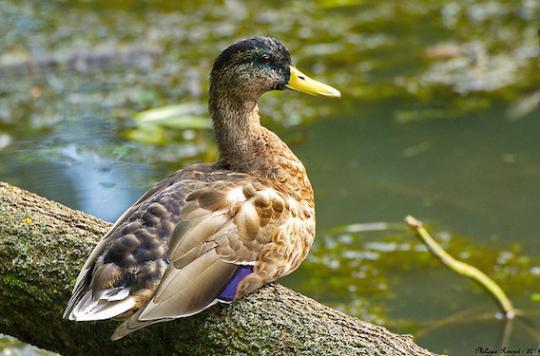 Avian influenza: 25 outbreaks reported in France