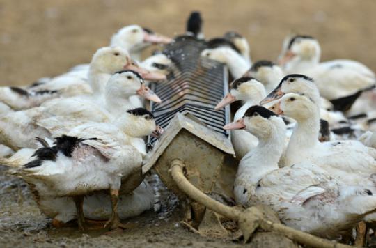 Avian influenza: France had never been confronted with this virus