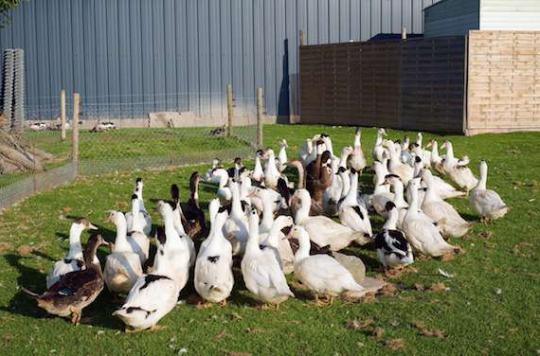 Avian influenza: production suspended in 4,000 farms