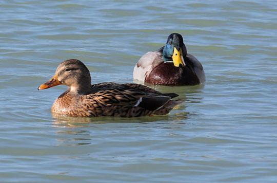 Avian flu: two suspect outbreaks in Aveyron