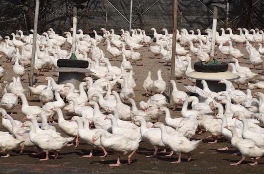 Avian flu: crawl in the southwest for six weeks