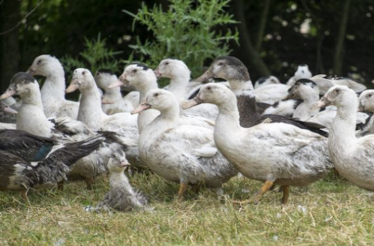 Avian influenza: 27 H5N8 outbreaks confirmed in farms