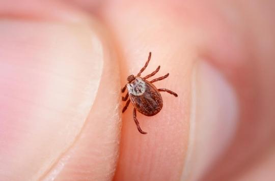 Lyme disease: a new technique makes it possible to obtain a rapid diagnosis