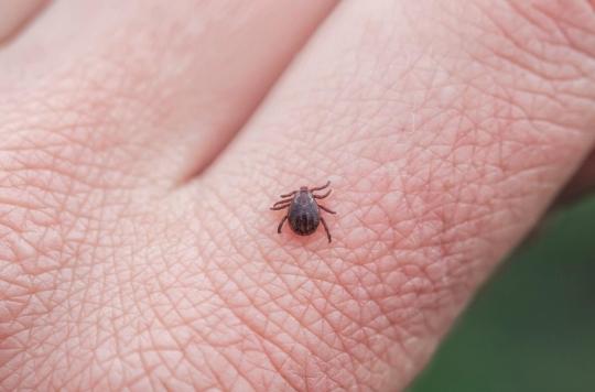 Tick ​​bite: here are the good reflexes to have quickly 