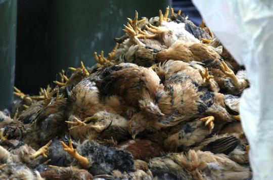 Avian influenza: Canada kills 146,000 poultry