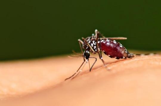 Dengue fever: ten cases reported in Réunion