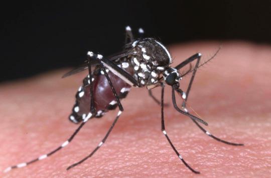 5th indigenous case of chikungunya: Montpellier extends its mosquito hunt 