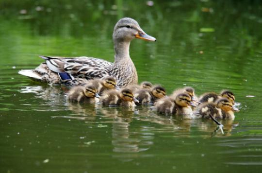 Avian flu: Deux-Sèvres affected in turn