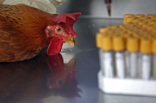 Avian flu: Portugal faces its 1st case 