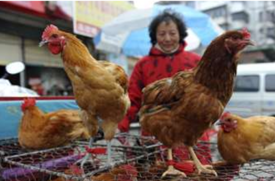 Avian influenza: alert after a confirmed case in Hong Kong