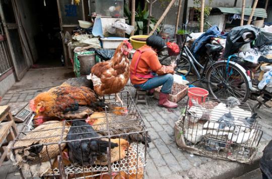 Avian influenza in China: 40% of patients die