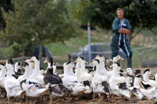 Avian influenza: the slaughter zone extended to 609 municipalities