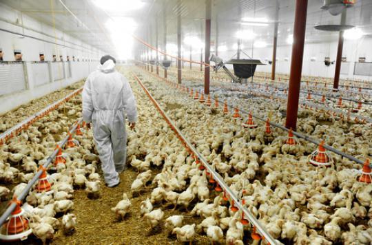 Avian influenza: 2 farms affected in the South-West of France