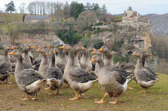 Avian influenza: two new cases in the Tarn