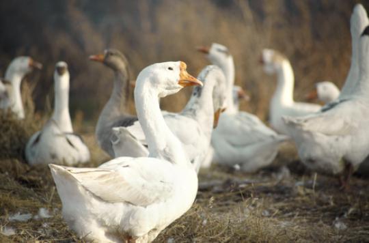 Avian influenza: 41 outbreaks identified in France