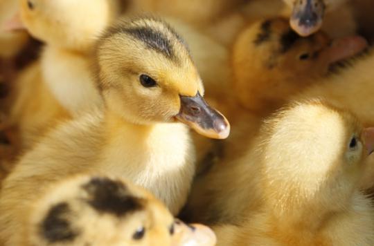 Dordogne: two outbreaks of avian flu detected